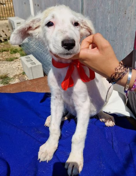 Cara mamma,anch'io ho un cuore uguale agli altri cuccioli... | Foto 6