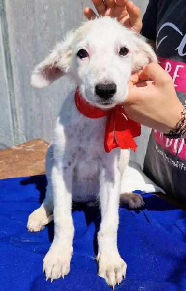 Cara mamma,anch'io ho un cuore uguale agli altri cuccioli... | Foto 2