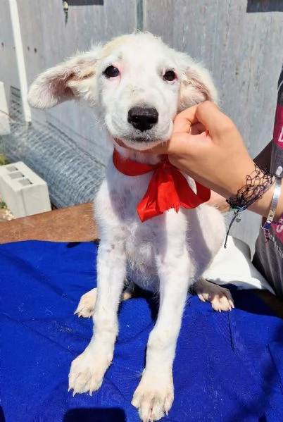 Cara mamma,anch'io ho un cuore uguale agli altri cuccioli... | Foto 1