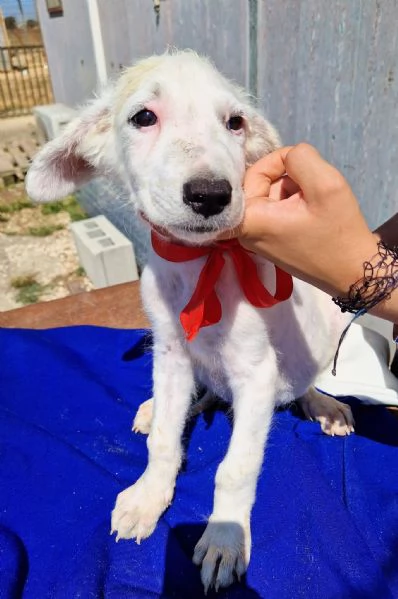 Cara mamma,anch'io ho un cuore uguale agli altri cuccioli... | Foto 0