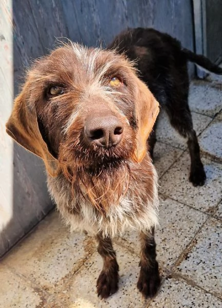 Fred,giovane spinone in canile! | Foto 0