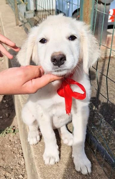 Beatrice,in adozione dal rifugio! | Foto 6