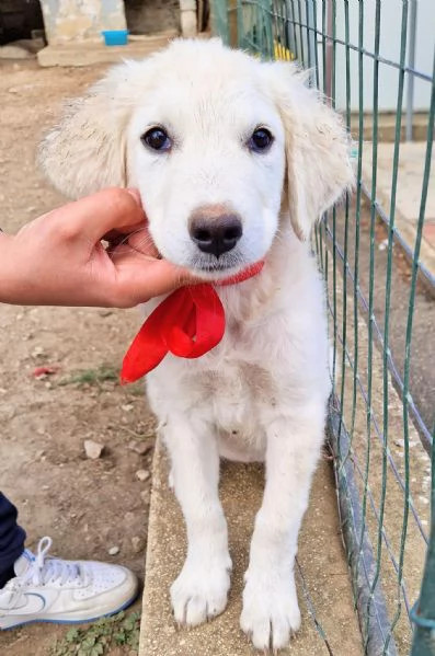 Beatrice,in adozione dal rifugio! | Foto 5