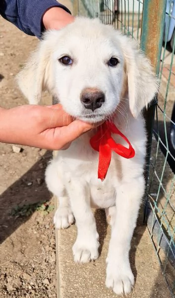 Beatrice,in adozione dal rifugio! | Foto 3