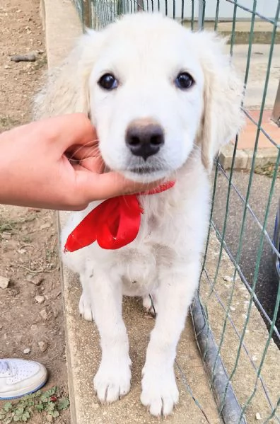 Beatrice,in adozione dal rifugio! | Foto 2