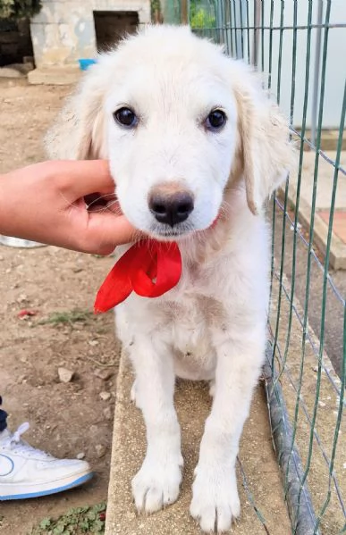 Beatrice,in adozione dal rifugio! | Foto 1