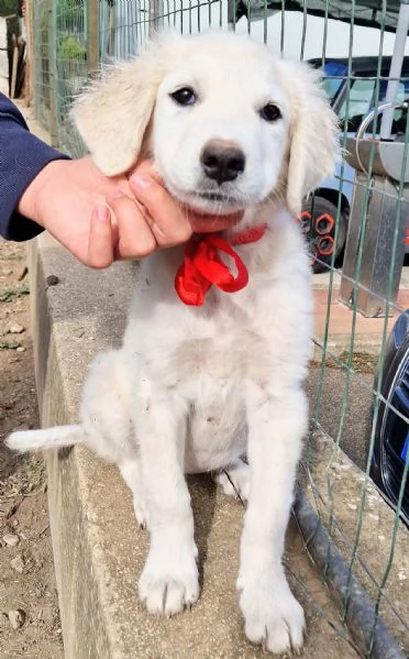 Beatrice,in adozione dal rifugio! | Foto 0