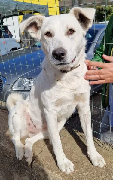 Emma,un cane speciale,che nessuno adotta... | Foto 6