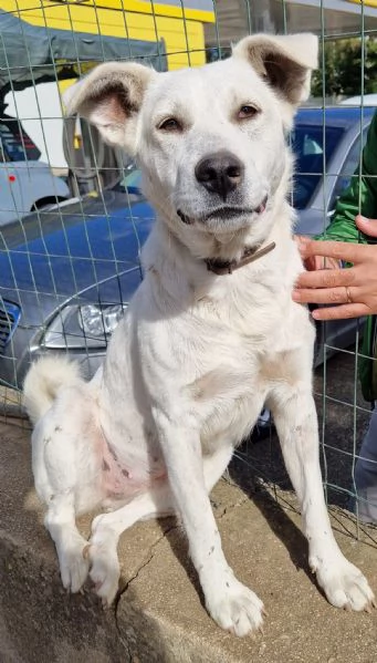 Emma,un cane speciale,che nessuno adotta... | Foto 5