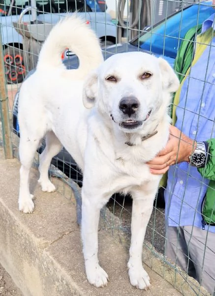 Emma,un cane speciale,che nessuno adotta... | Foto 4