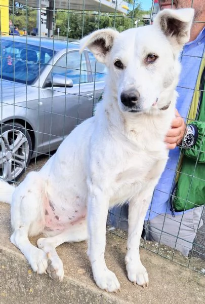 Emma,un cane speciale,che nessuno adotta... | Foto 3