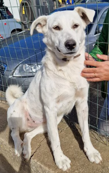 Emma,un cane speciale,che nessuno adotta... | Foto 1