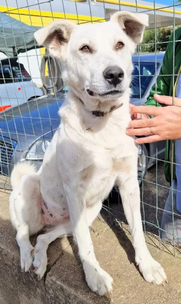 Emma,un cane speciale,che nessuno adotta...