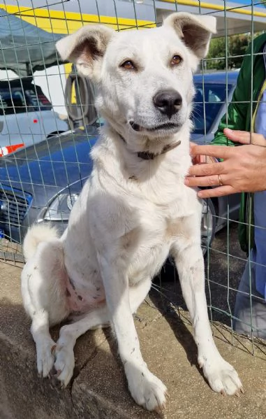 Emma,un cane speciale,che nessuno adotta... | Foto 0