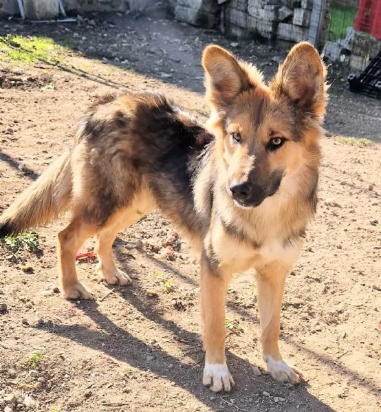 Perchè non mi salvi dal canile,mamma? | Foto 2