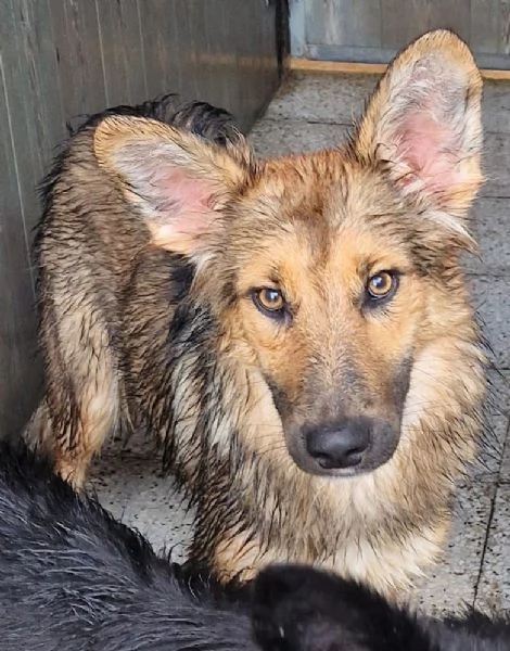 Perchè non mi salvi dal canile,mamma? | Foto 1