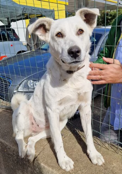 Emma,un cane speciale che nessuno vuole adottare.... | Foto 6