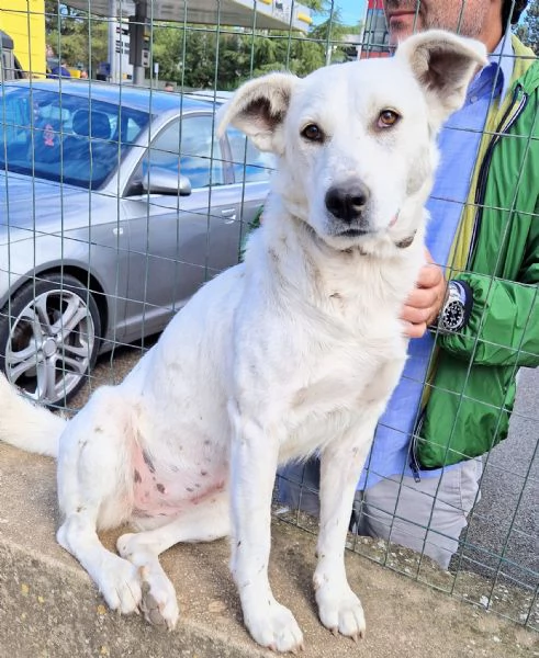 Emma,un cane speciale che nessuno vuole adottare.... | Foto 3