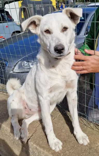 Emma,un cane speciale che nessuno vuole adottare.... | Foto 0