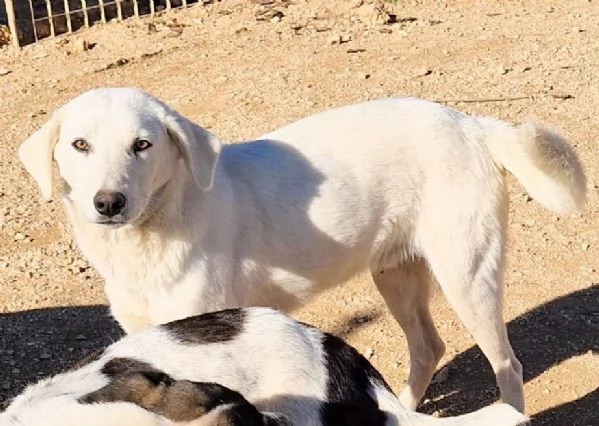 Omar,bello,buono,coccolone,ed ahimè in canile.... | Foto 4