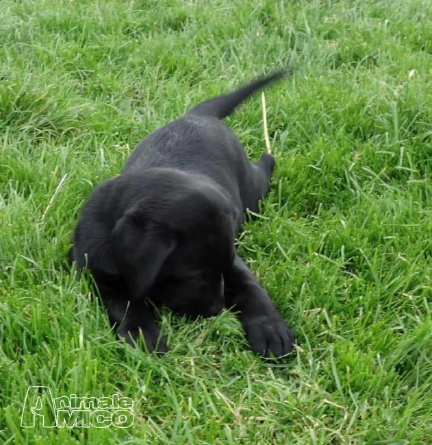 disponibili cuccioli di labrador | Foto 0