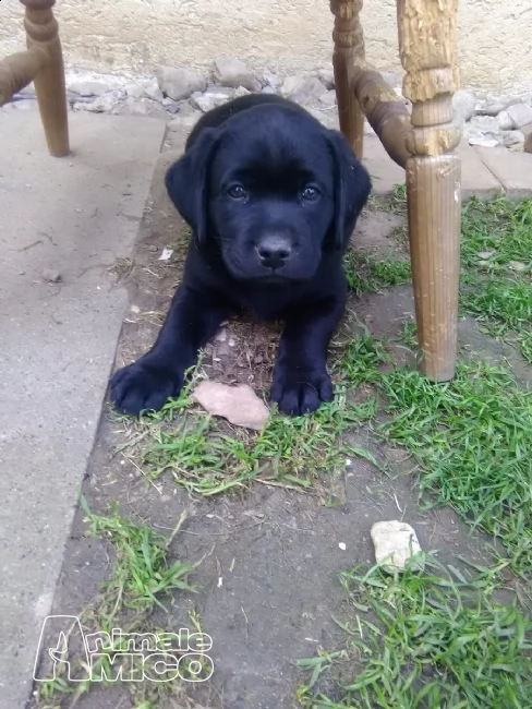 disponibili cuccioli di labrador