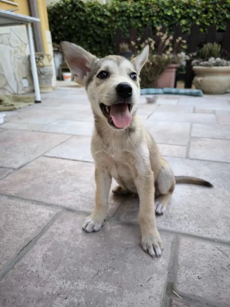 Thom e Yorke bellissimi cuccioli incrocio