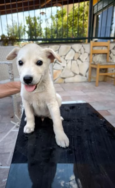 Cuccioli incrocio in adozione | Foto 4