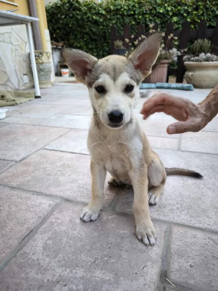 Cuccioli incrocio in adozione | Foto 3