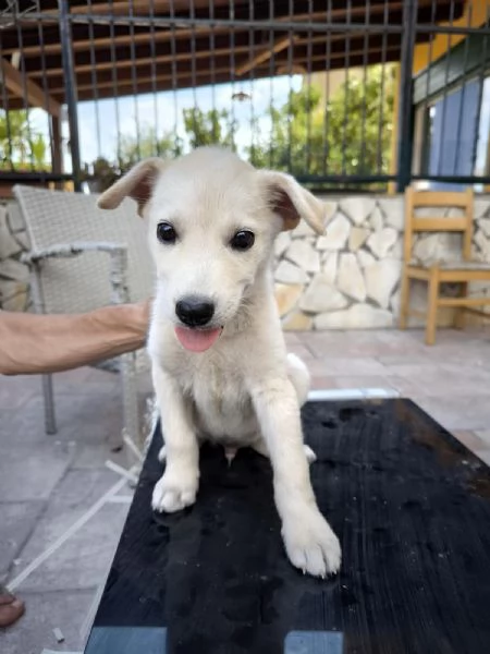 Cuccioli incrocio in adozione | Foto 2