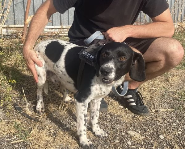 Hope, bellissimo cucciolone beagle | Foto 2