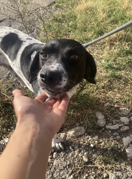 Hope, bellissimo cucciolone beagle | Foto 0