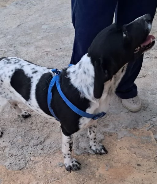 Dody, bellissimo cucciolone beagle | Foto 0