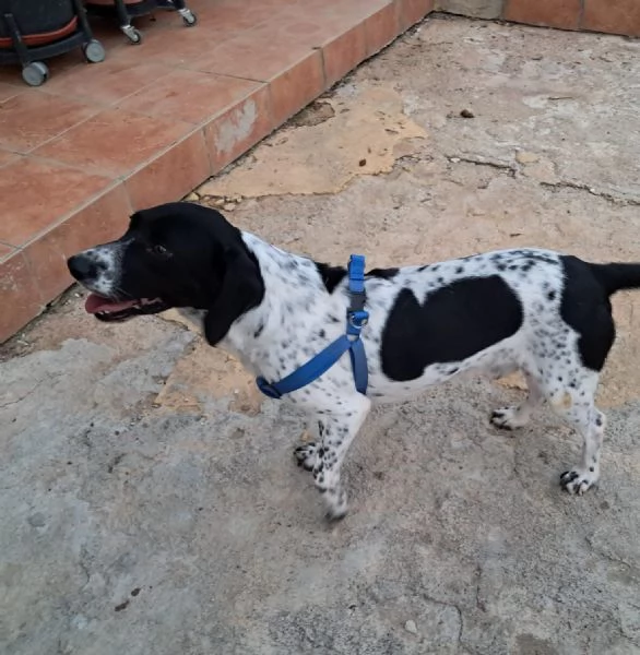 Dody, bellissimo cucciolone beagle