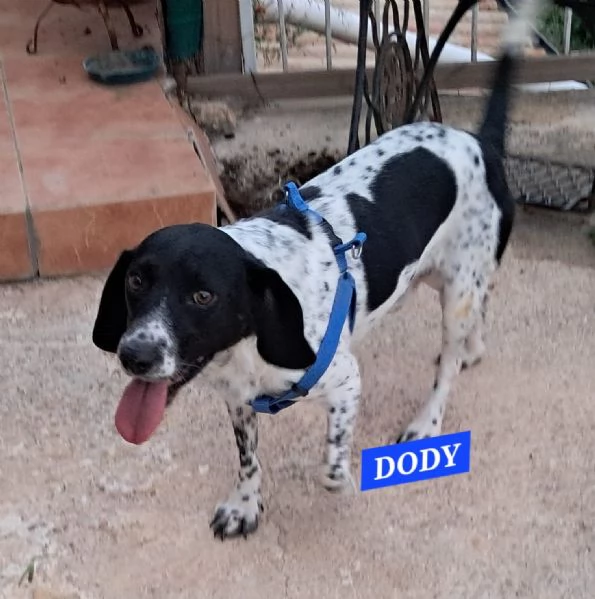 Dody, beagle in attesa di famiglia | Foto 3