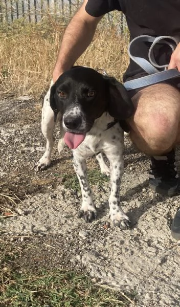 Hope, beagle in adozione | Foto 1