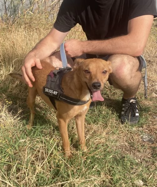 Marley, piccolo incrocio pinscher in adozione | Foto 0