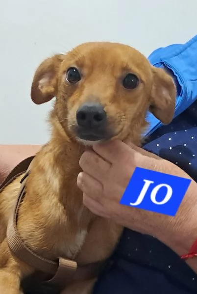 Jo, bellissimo incrocio pinscher | Foto 4