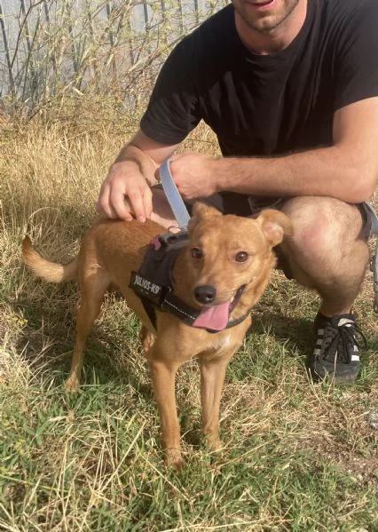 Marley, bellissimo incrocio pinscher