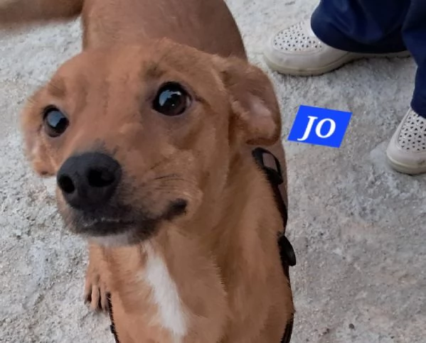 Jo, bellissimo incrocio pinscher