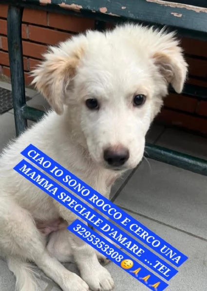 Cuccioli in adozione | Foto 1