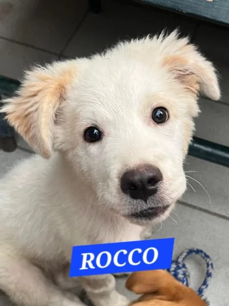 Cuccioli in adozione | Foto 0