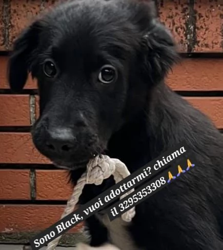 Black e Rocco, cucciolotti in adozione | Foto 3