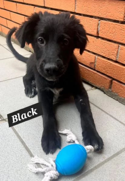 Black e Rocco, cucciolotti in adozione