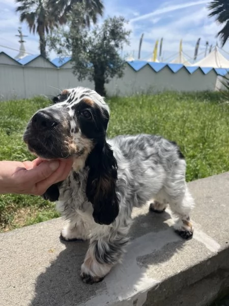 Cocker Spaniel Inglese Tricolore roano tan | Foto 5