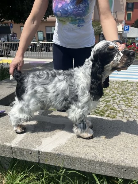 Cocker Spaniel Inglese Tricolore roano tan | Foto 4