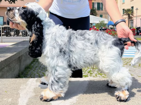 Cocker Spaniel Inglese Tricolore roano tan | Foto 1