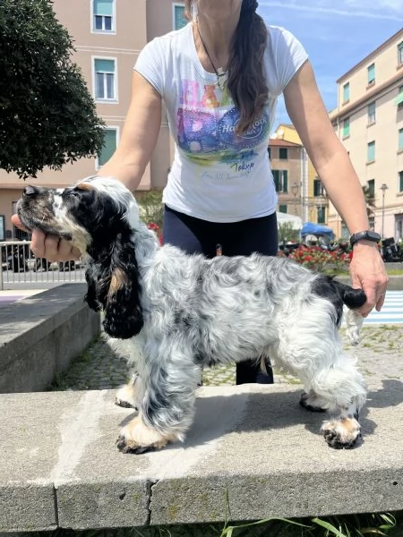 Cocker Spaniel Inglese Tricolore roano tan | Foto 0