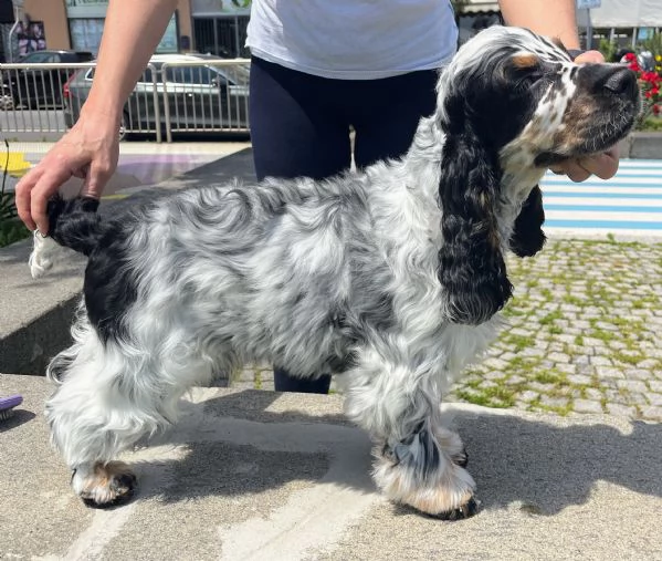 Cocker Spaniel Inglese Tricolore roano tan