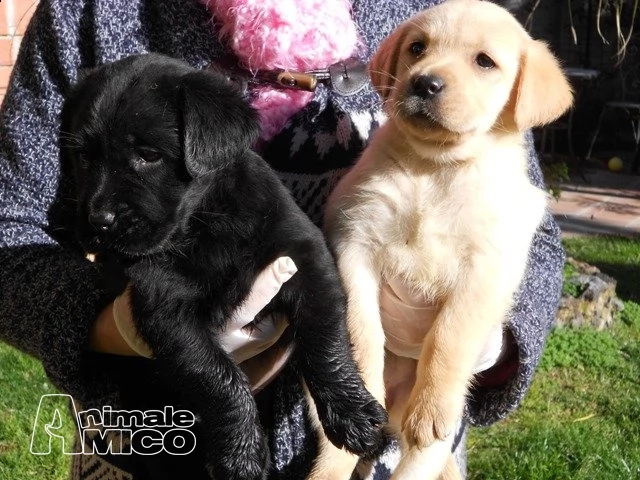 regalo cuccioli di labrador retriever